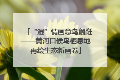 “湿”情画意鸟翩跹——黄河口候鸟栖息地再绘生态新画卷