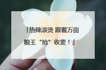 热辣滚烫 跟着万亩粮王“抢”收麦！