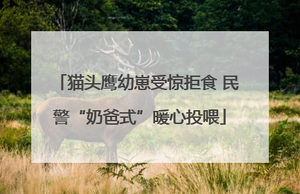 猫头鹰幼崽受惊拒食 民警“奶爸式”暖心投喂