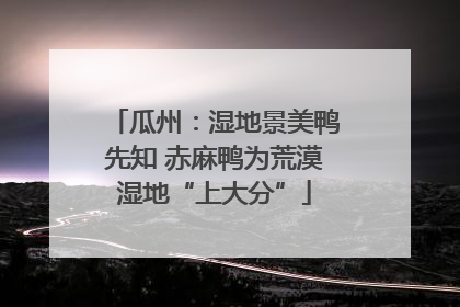 瓜州：湿地景美鸭先知 赤麻鸭为荒漠湿地“上大分”