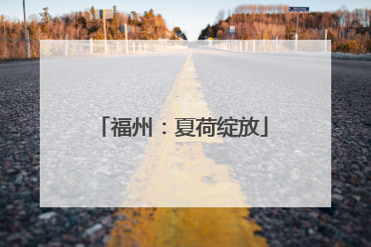 福州：夏荷绽放