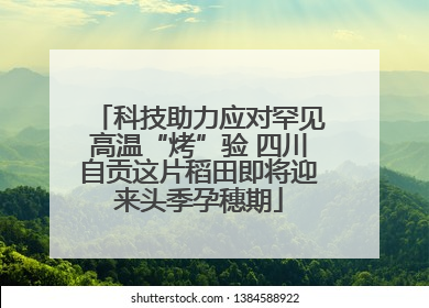科技助力应对罕见高温“烤”验 四川自贡这片稻田即将迎来头季孕穗期