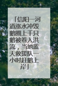 信阳一河道涨水冲毁鹅圈上千只鹅被卷入洪流，当地蓝天救援队一小时赶鹅上岸