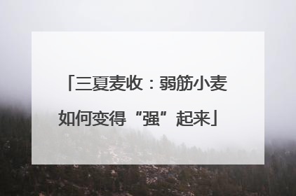 三夏麦收：弱筋小麦如何变得“强”起来