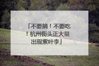 不要摘！不要吃！杭州街头正大量出现紫叶李