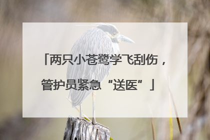 两只小苍鹭学飞刮伤，管护员紧急“送医”