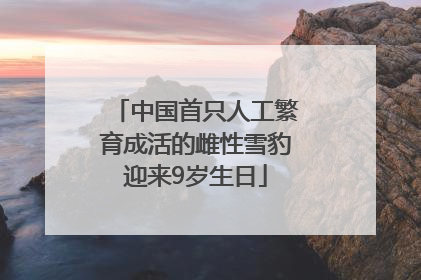 中国首只人工繁育成活的雌性雪豹迎来9岁生日