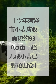 今年菏泽市小麦应收面积约930万亩，超九成小麦已颗粒归仓