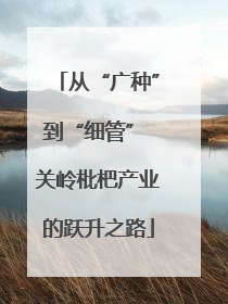从“广种”到“细管” 关岭枇杷产业的跃升之路