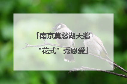 南京莫愁湖天鹅“花式”秀恩爱