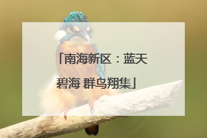 南海新区：蓝天碧海 群鸟翔集
