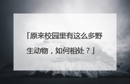 原来校园里有这么多野生动物，如何相处？