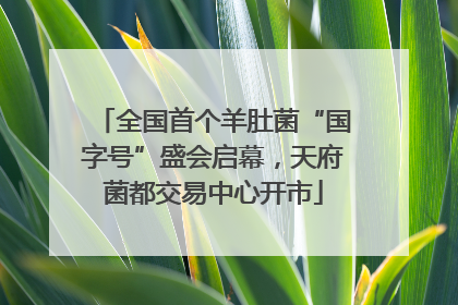 全国首个羊肚菌“国字号”盛会启幕，天府菌都交易中心开市