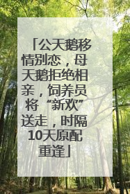 公天鹅移情别恋，母天鹅拒绝相亲，饲养员将“新欢”送走，时隔10天原配重逢