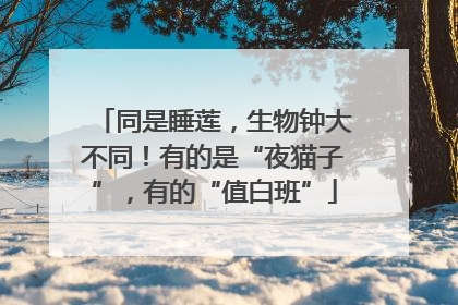 同是睡莲，生物钟大不同！有的是“夜猫子”，有的“值白班”