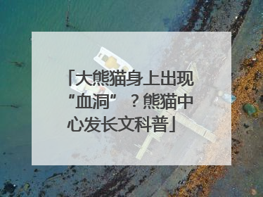 大熊猫身上出现“血洞”？熊猫中心发长文科普