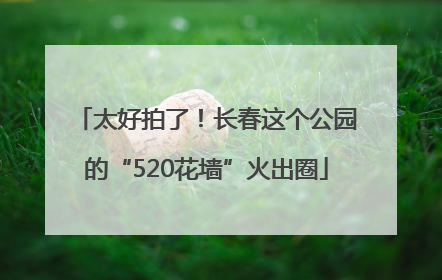 太好拍了！长春这个公园的“520花墙”火出圈