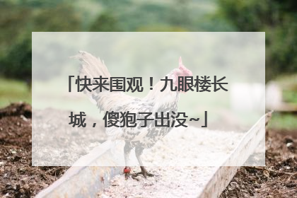 快来围观！九眼楼长城，傻狍子出没~