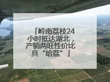 岭南荔枝24小时抵达湖北，产销两旺性价比真“给荔”