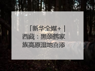 新华全媒+｜西藏：黑颈鹤家族高原湿地喜添“萌宝”