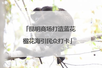 昆明商场打造蓝花楹花海引民众打卡