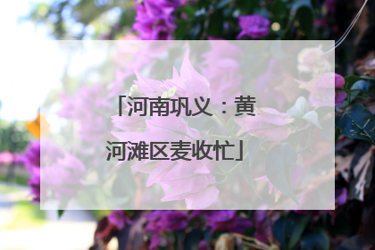 河南巩义：黄河滩区麦收忙