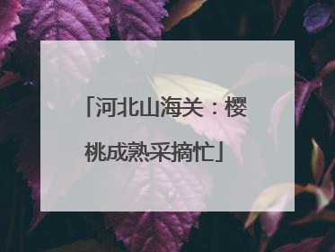河北山海关：樱桃成熟采摘忙
