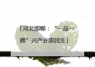 河北邯郸：“一品一播”兴产业惠民生