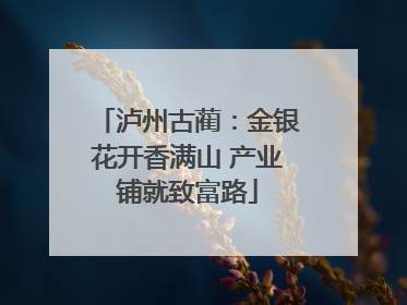 泸州古蔺：金银花开香满山 产业铺就致富路