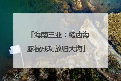 海南三亚：糙齿海豚被成功放归大海