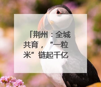 荆州：全城共育，“一粒米”链起千亿大产业