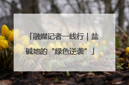 融媒记者一线行｜盐碱地的“绿色逆袭”