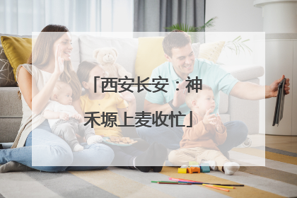 西安长安：神禾塬上麦收忙