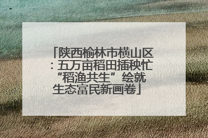 陕西榆林市横山区：五万亩稻田插秧忙 “稻渔共生”绘就生态富民新画卷