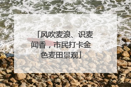 风吹麦浪、识麦闻香，市民打卡金色麦田景观