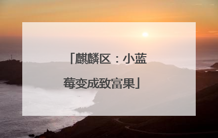 麒麟区：小蓝莓变成致富果