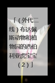 （外代二线）布达佩斯动物和植物园的西伯利亚虎宝宝（2）