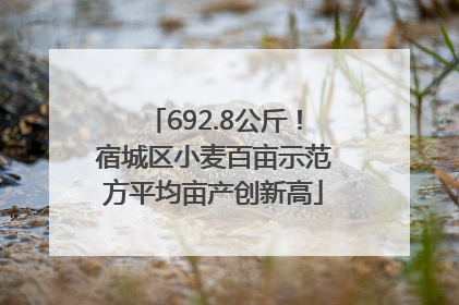 692.8公斤！宿城区小麦百亩示范方平均亩产创新高