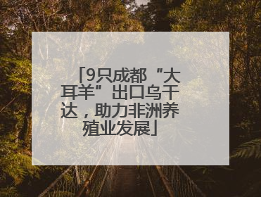 9只成都“大耳羊”出口乌干达，助力非洲养殖业发展